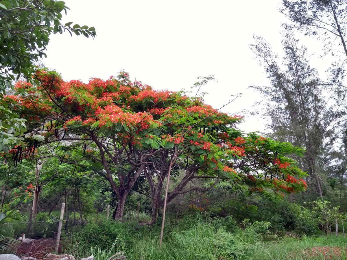 Casa Da Mamae Villa Barra de Sao Joao Luaran gambar